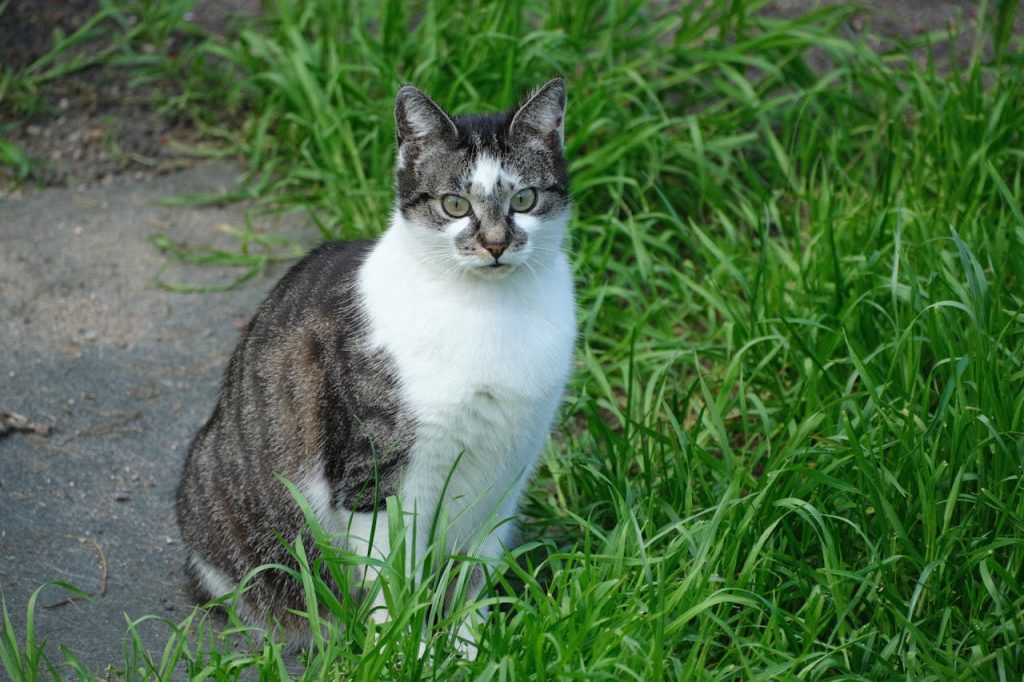 chat dans l'herbe