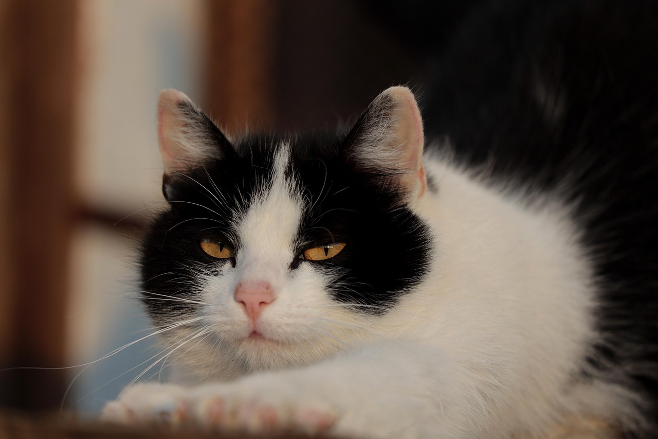 chat en colère