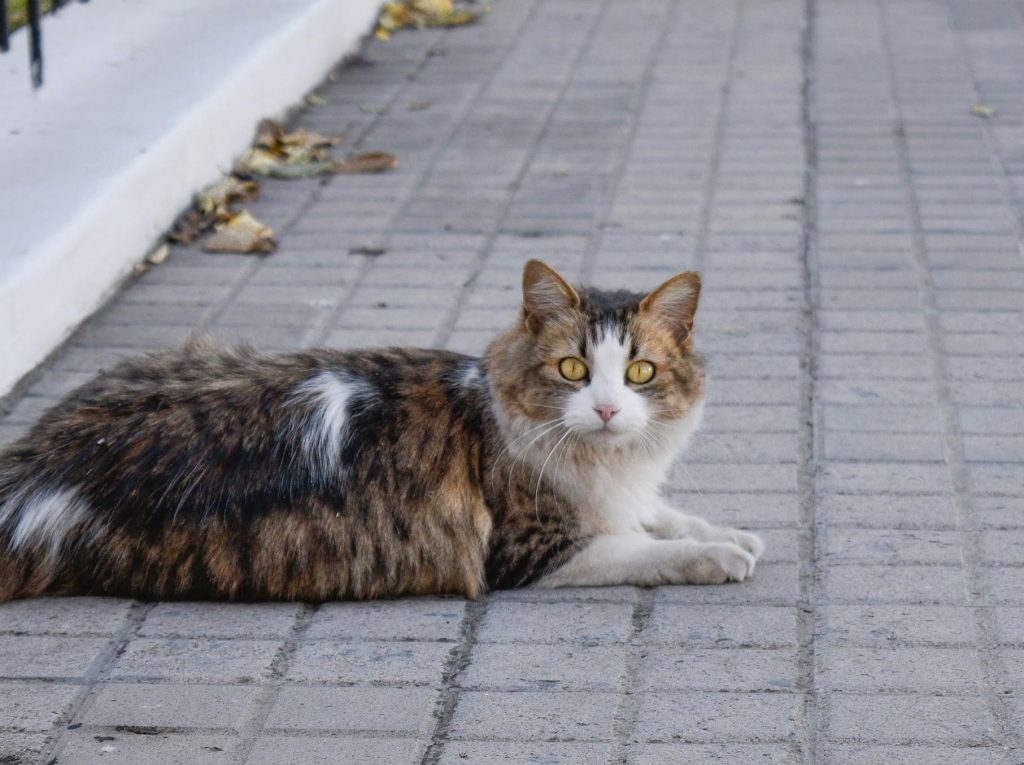 chat sur un trottoir