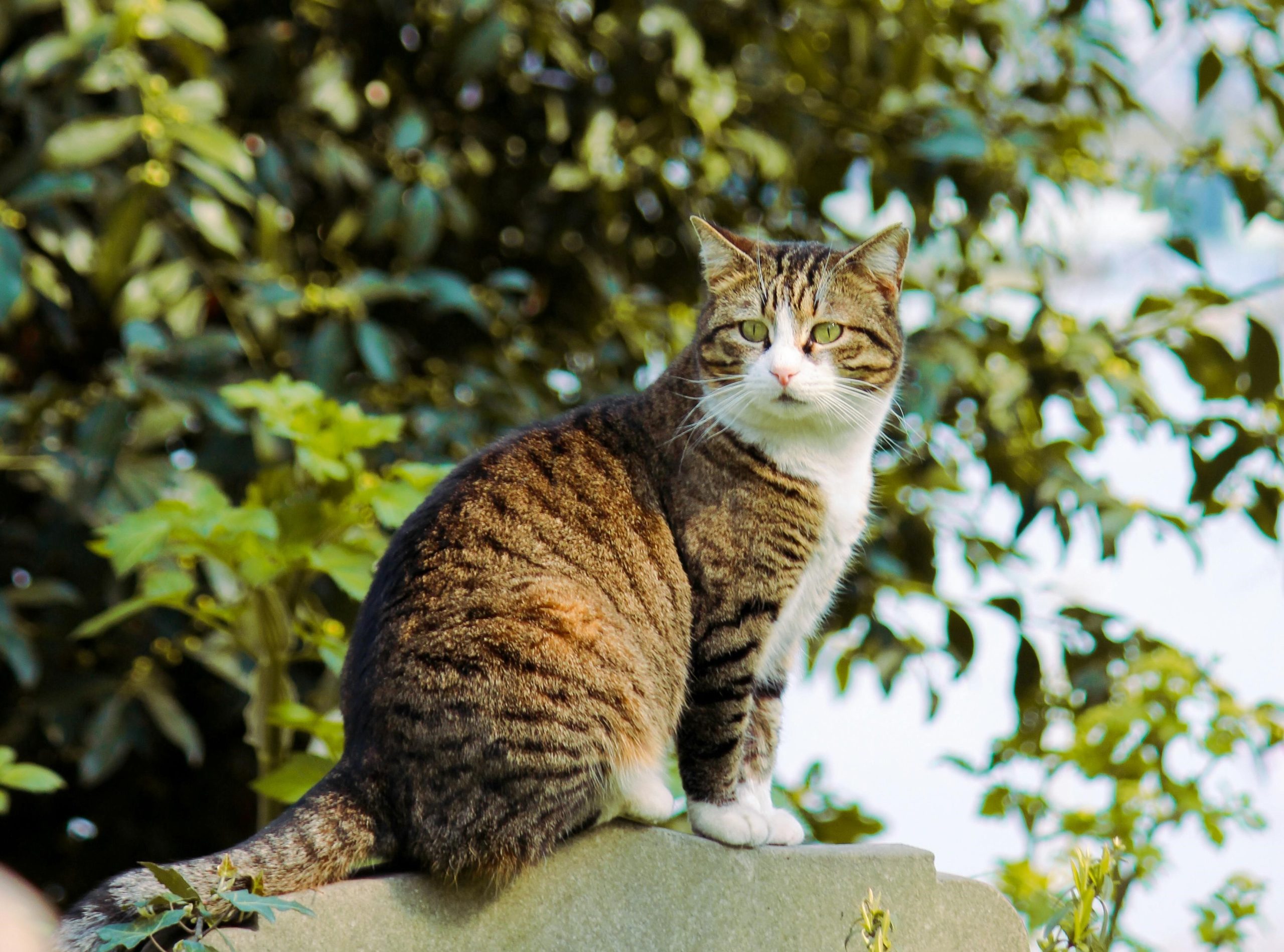 Le chat et le territoire
