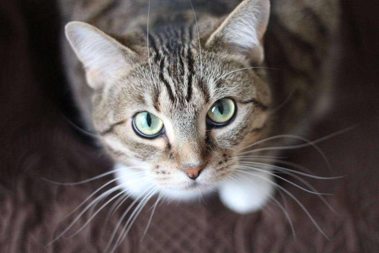 Un chat espiègle