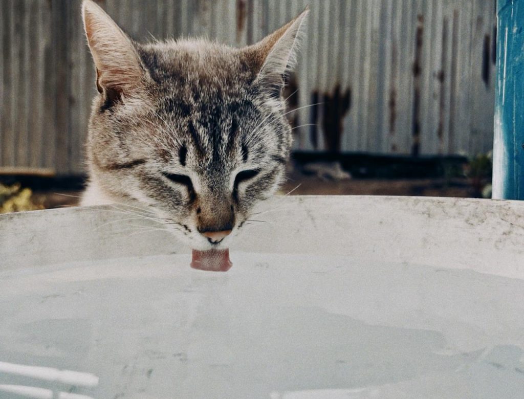 chat qui boit au robinet