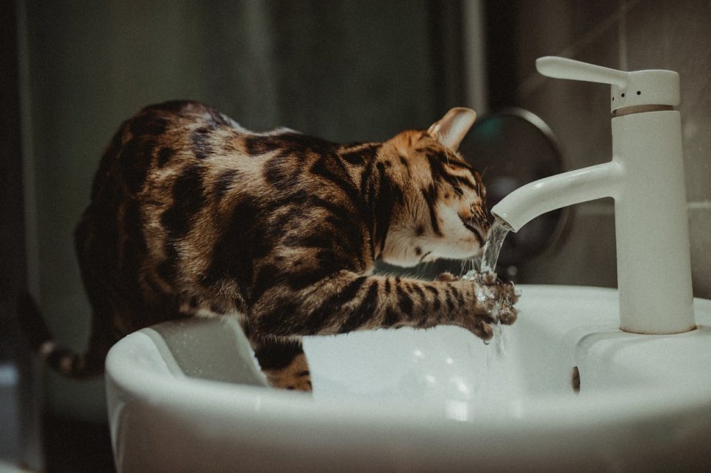 chat qui boit au robinet la tête en bas