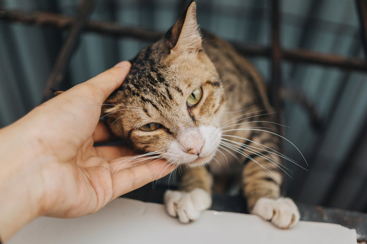 Le ronronnement du chat