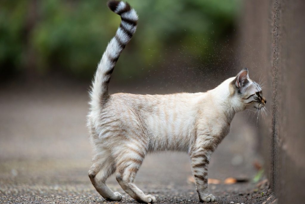 marquage urinaire du chat