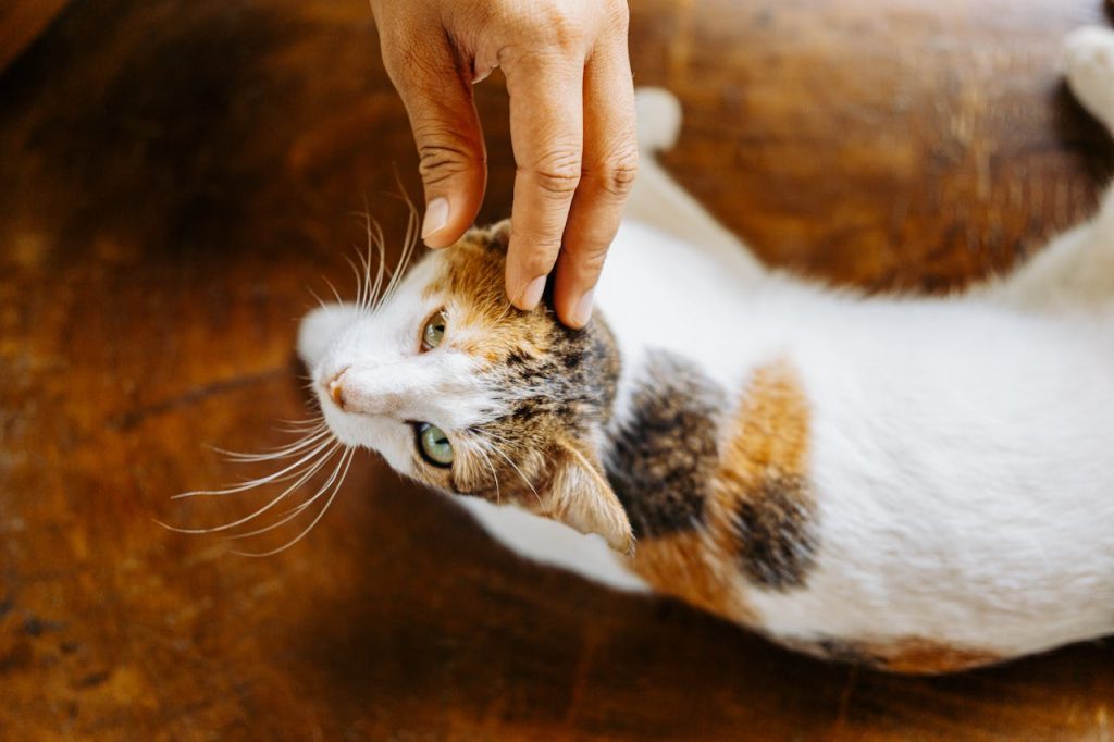 ronronnement du chat