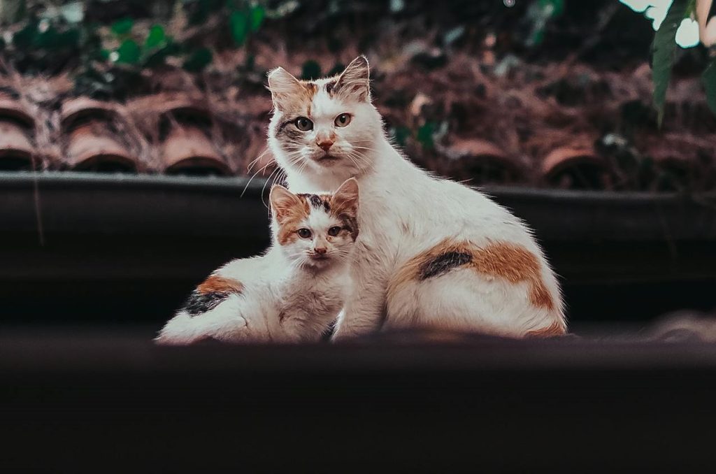 education-chaton