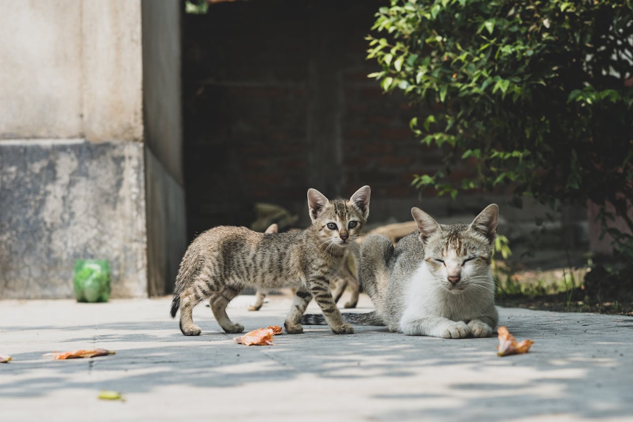 Le comportement maternel chez les chats