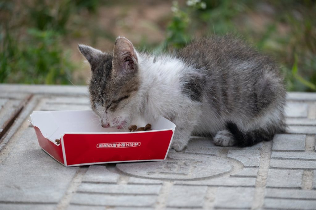 L'éducation du chaton en milieu domestiqué