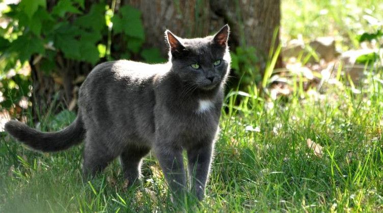 chat dans l'herbe