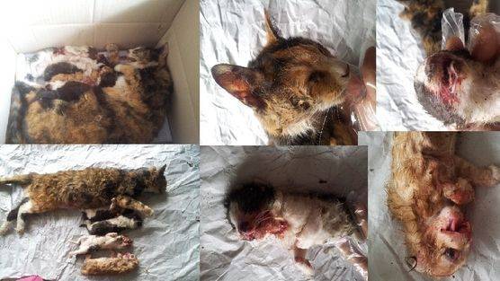 une chatte errante recueillie avec ses 4 chatons