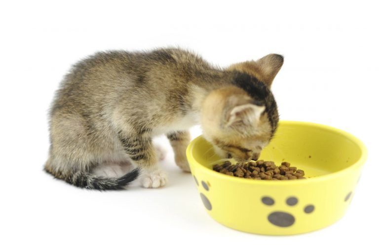 alimentation du chaton