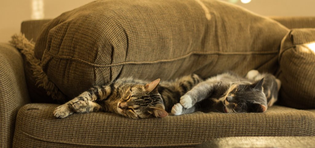 Les chats pétrissent : les diverses théories