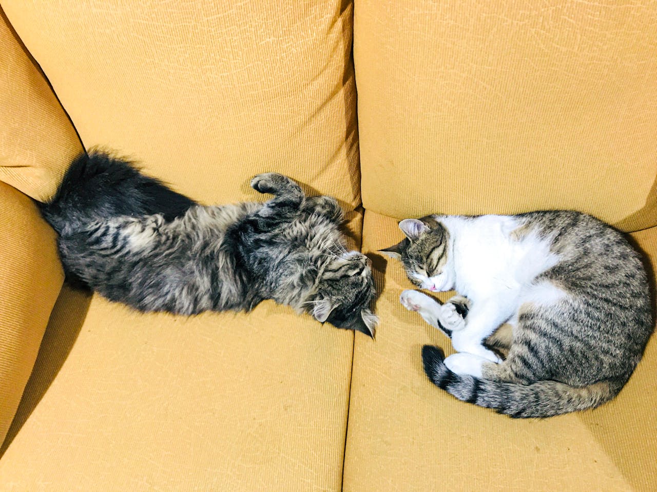 Les chats pétrissent pourquoi ?