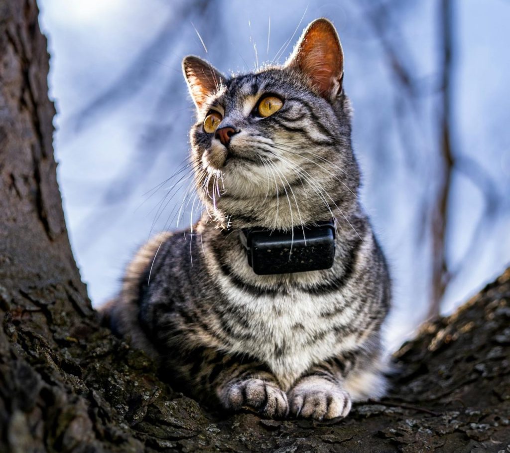 Le collier avec puce GPS pour chat