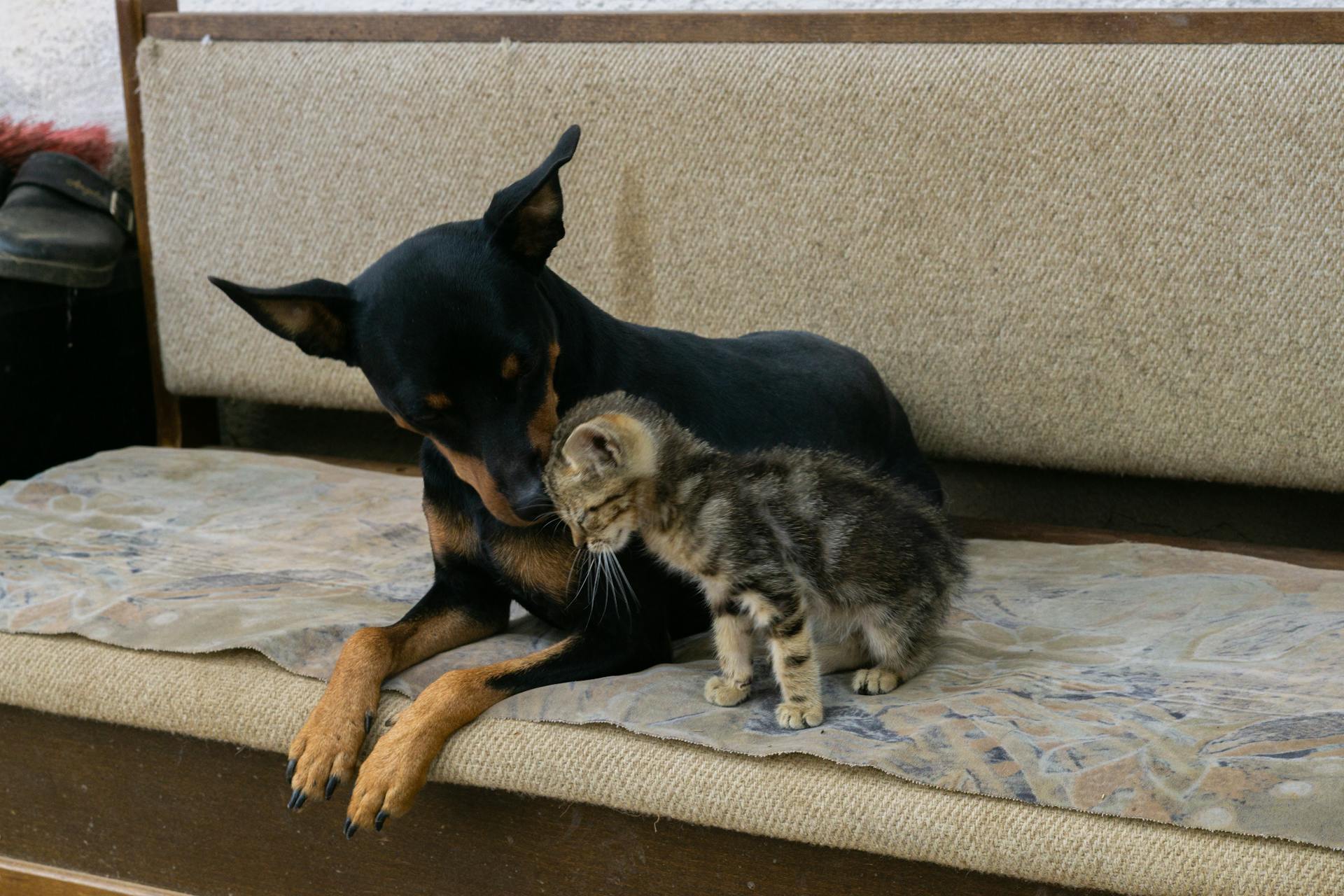 Comment défendre la cause animale ?