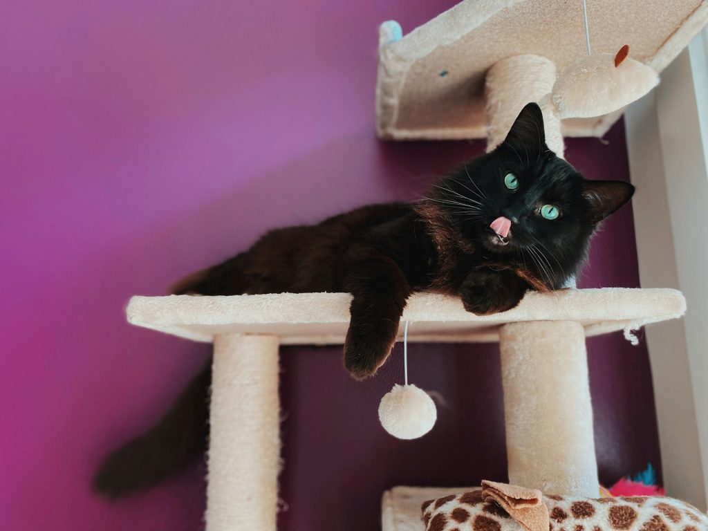 3 conseils pour intégrer un arbre à chat à la décoration intérieure