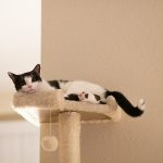 3 conseils pour intégrer un arbre à chat à la décoration intérieure