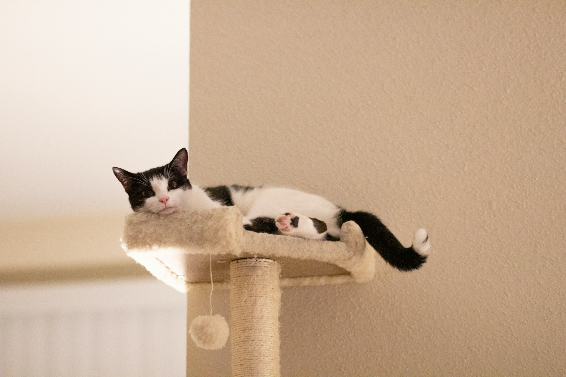 3 conseils pour intégrer un arbre à chat à la décoration intérieure