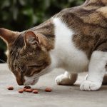 Quels sont les aliments dangereux pour les chats ?