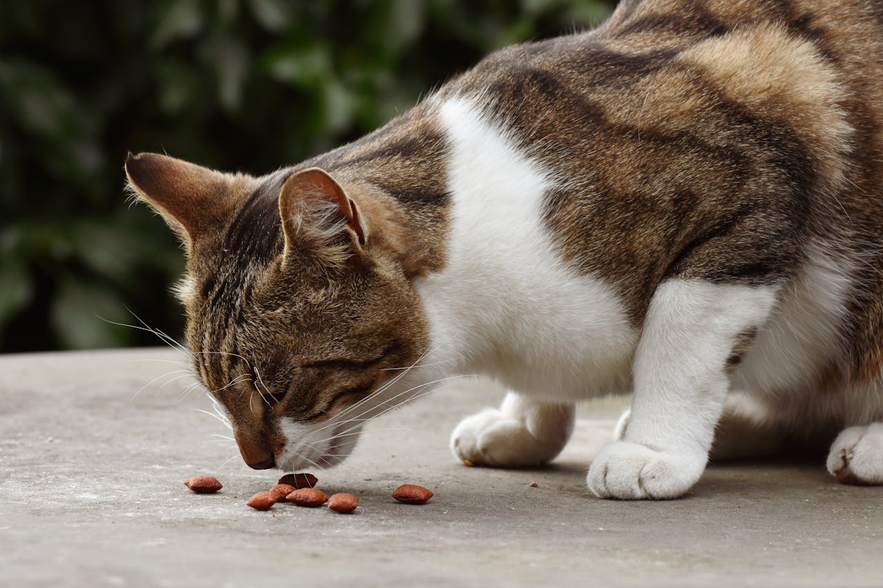 Quels sont les aliments dangereux pour les chats ?