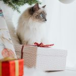 Quelques idées cadeaux pour chat