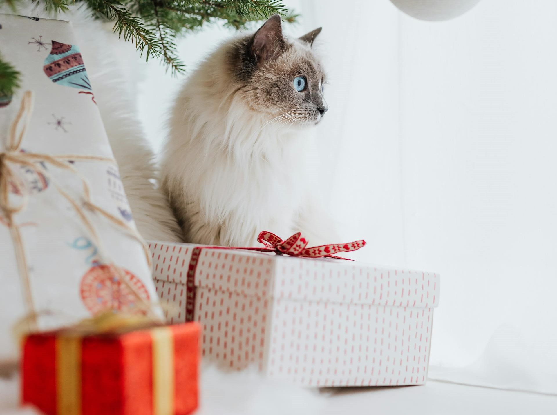 Quelques idées cadeaux pour chat