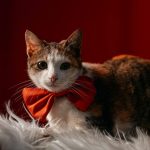 4 conseils pour réussir le portrait de vos animaux de compagnie pour Noël