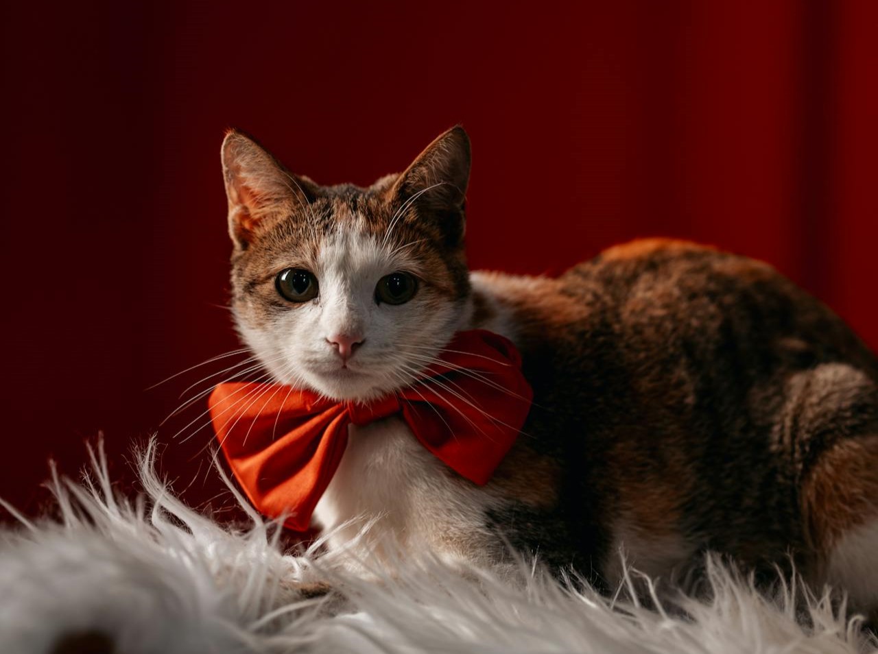 4 conseils pour réussir le portrait de vos animaux de compagnie pour Noël
