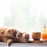 Labodem Piel, le meilleur traitement naturel contre l'allergie chez le chat