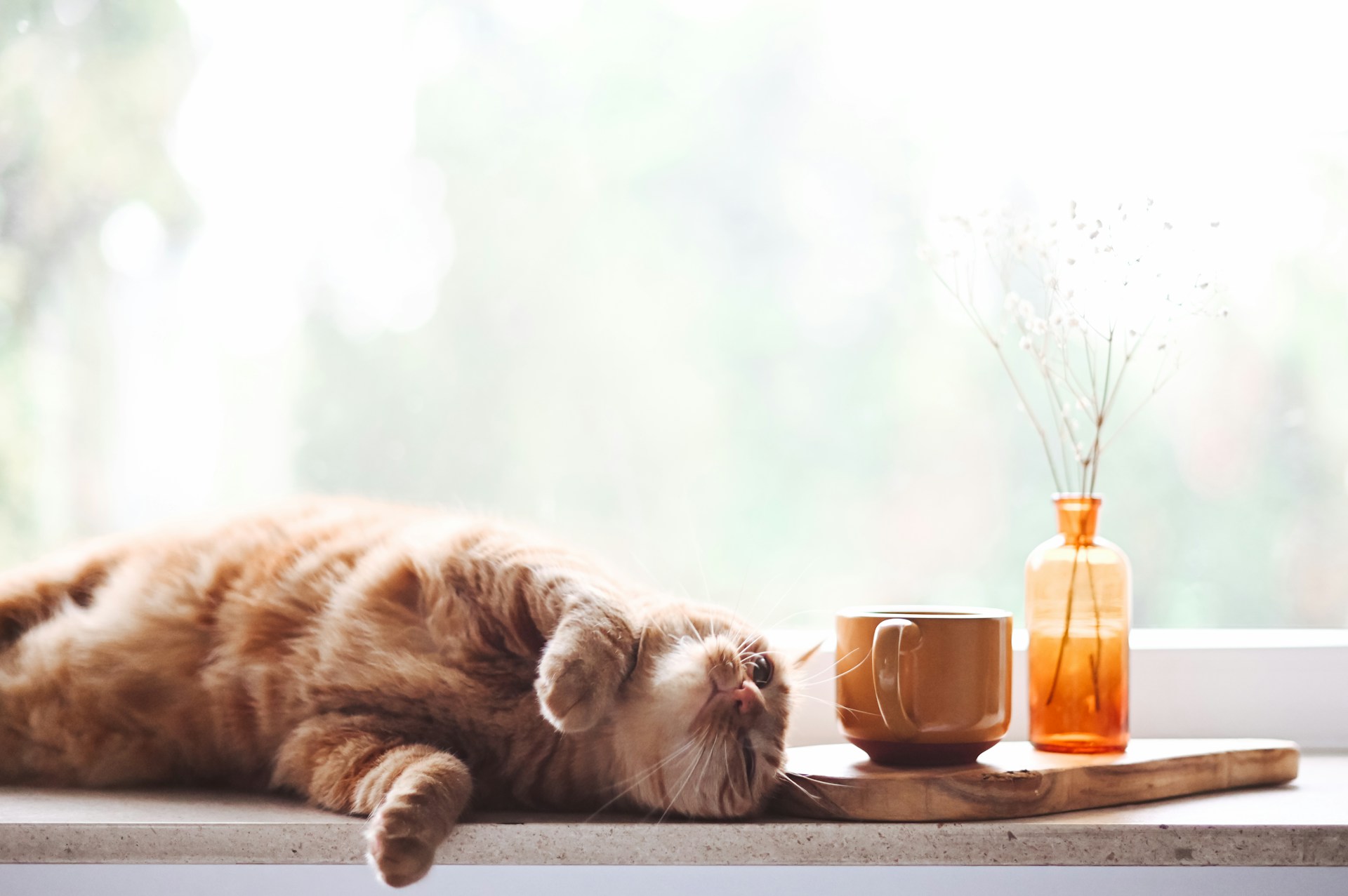 Labodem Piel, le meilleur traitement naturel contre l'allergie chez le chat